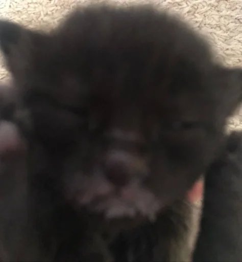 Стикер эхх богдан - 8