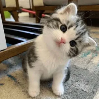 Стикер юлир - 11