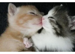 Стикер юлир - 2