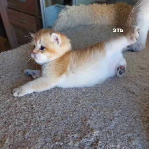 Sticker kirskayayula - 1