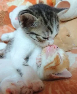 Стикер юлир - 0