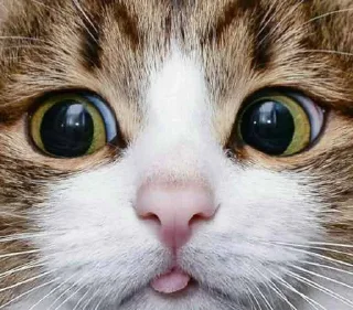 Стикер юлир - 10