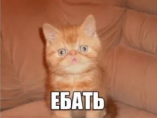 Sticker Стикеры Киселя - 3