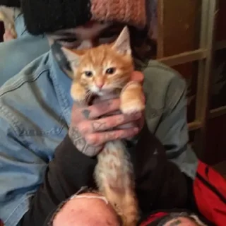 Человек комнатный кошки малого и среднего размера