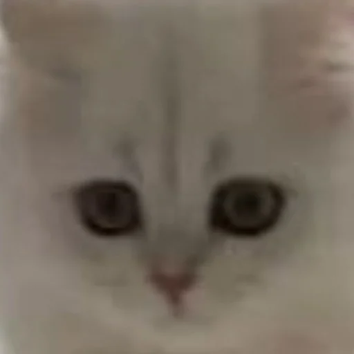 Стикер cats!! - 11