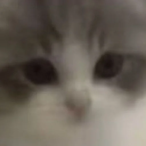 Стикер cats!! - 10