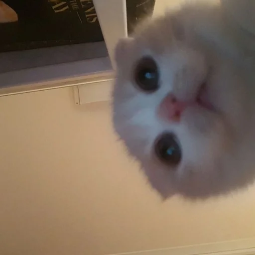 Стикер cats!! - 9