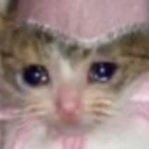 Стикер cats!! - 8