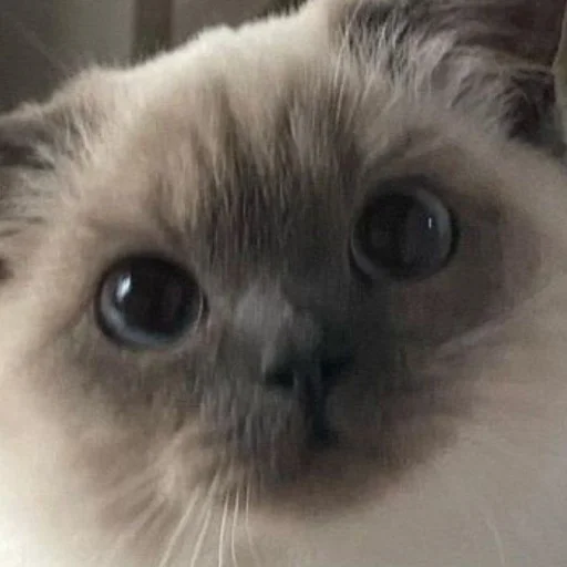 Стикер cats!! - 7