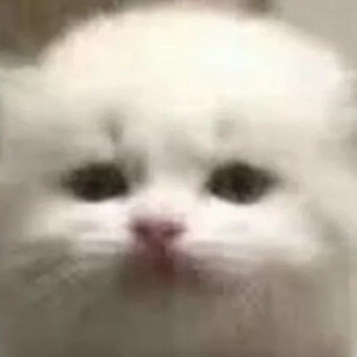 Стикер cats!! - 5