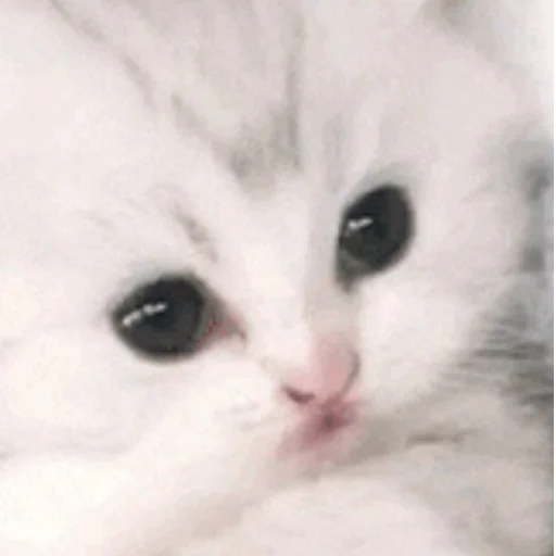 Стикер cats!! - 3