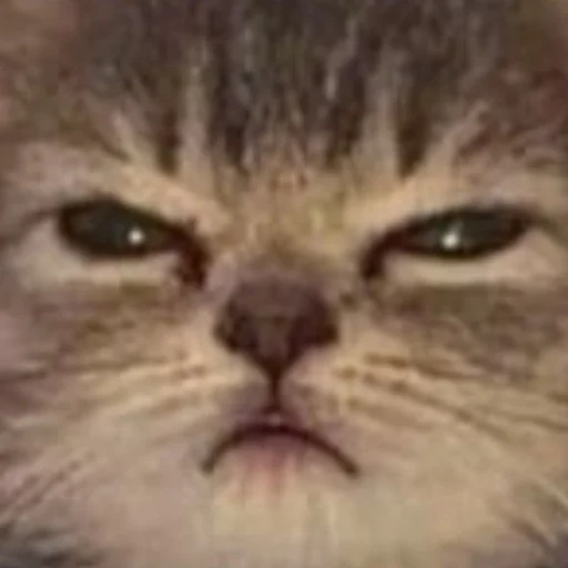 Стикер cats!! - 1