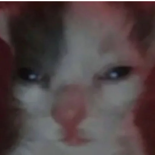 Стикер cats!! - 0