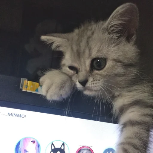 :*****- @yksIfsbtIwtd - small to medium-sized cats