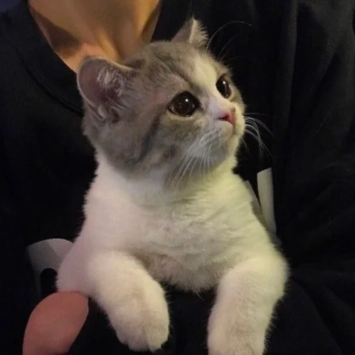 животное млекопитающее кошка