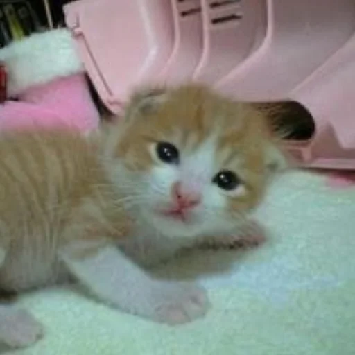 млекопитающее животное кошка