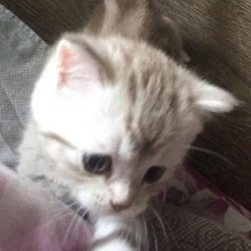 животное млекопитающее кошка