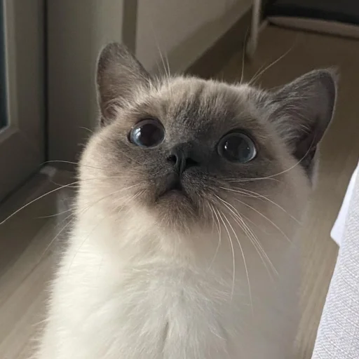 животное млекопитающее кошка