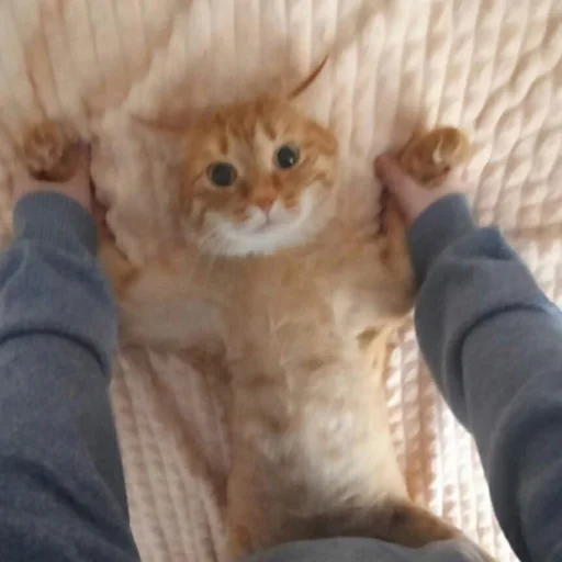 Человек животное кошки малого и среднего размера