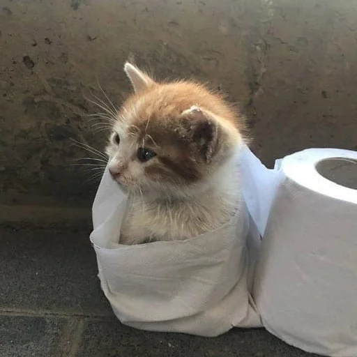 животное кошка кошки малого и среднего размера