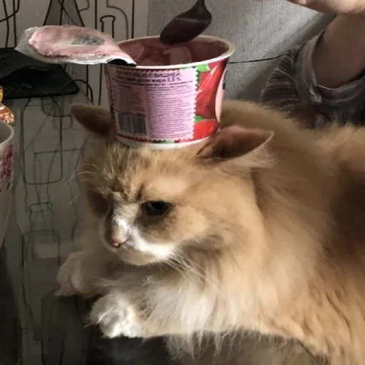 кошки малого и среднего размера комнатный кошачьи