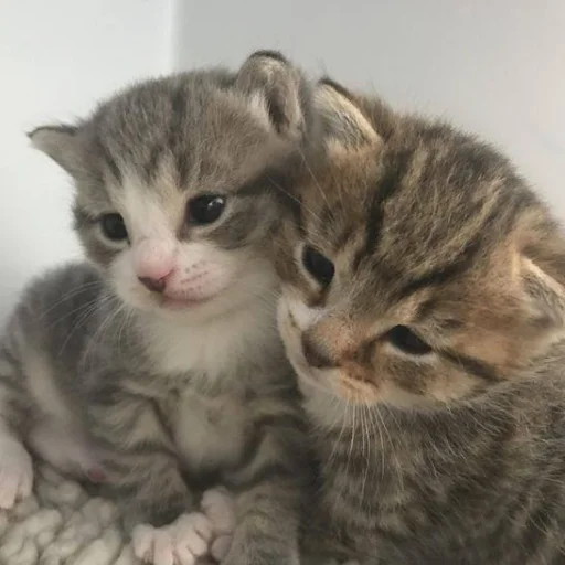 животное млекопитающее кошка