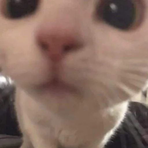 животное млекопитающее кошка