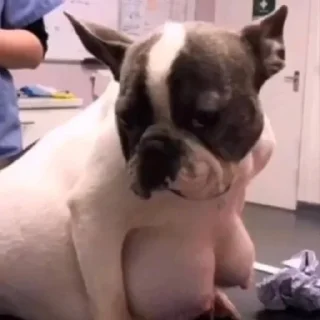 Стикер Moyka @TgEmodziBot - 11