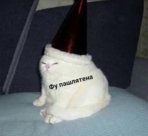 small to medium-sized cats felidae cat