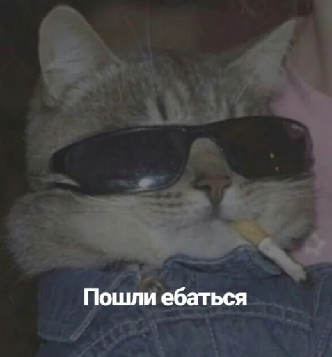 cat animal sunglasses