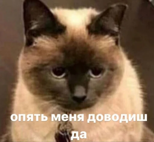 животное млекопитающее кошка