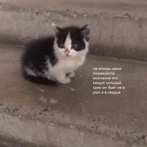 mammal animal domestic cat