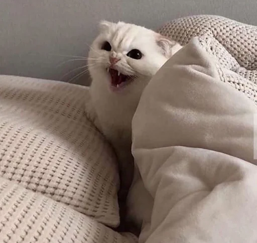 indoor small to medium-sized cats felidae