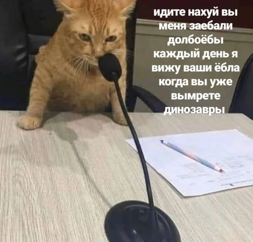 СМС кошка комнатный