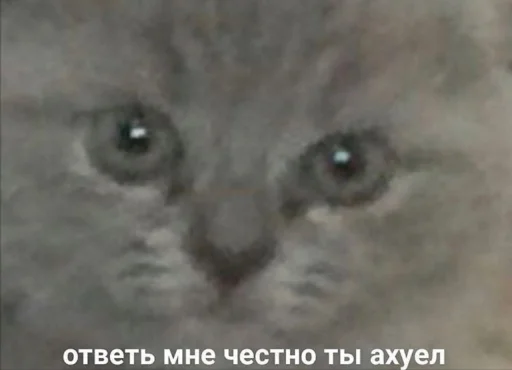 животное млекопитающее кошка