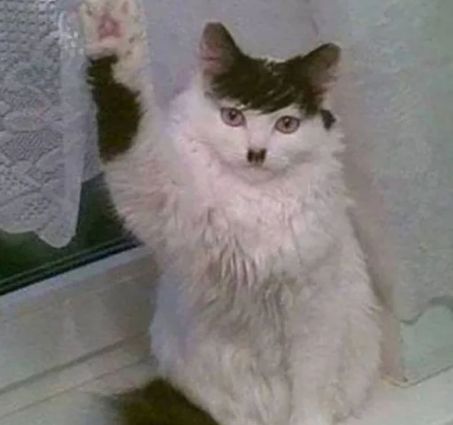 млекопитающее животное кошки малого и среднего размера