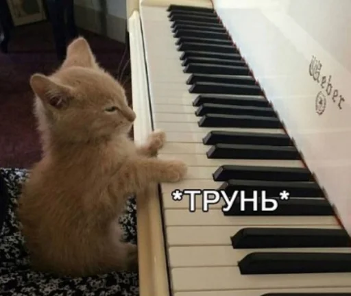 пианино кошка клавиатура