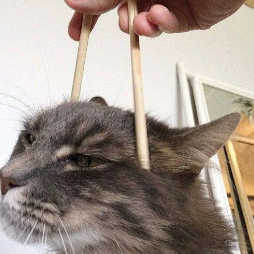 Sticker kisyliki - 1