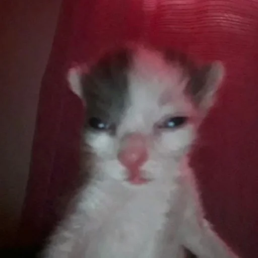 Стикер kisyliki - 1