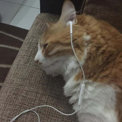 Стикер kisyliki - 1