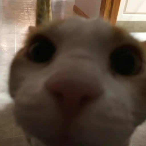 Sticker kisyliki - 1