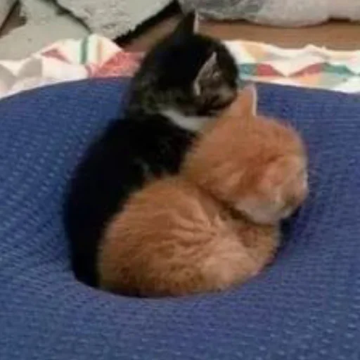 Стикер kisyliki - 1