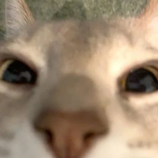 Sticker kisyliki - 1