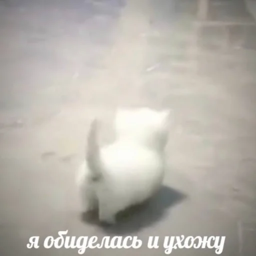 Sticker kisyliki - 1