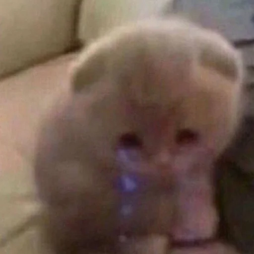 Sticker kisyliki - 1