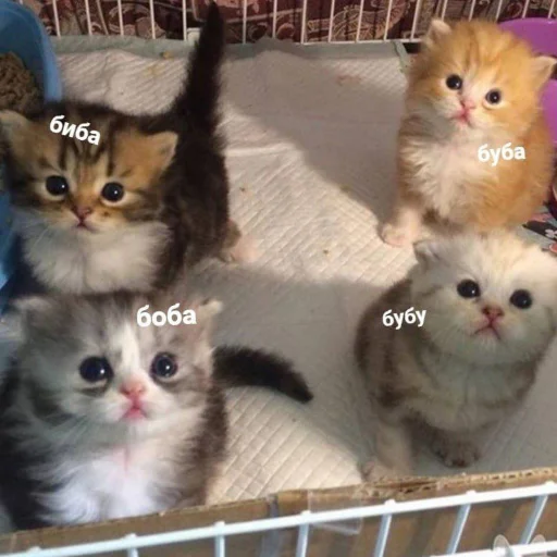 Sticker kisyliki - 1