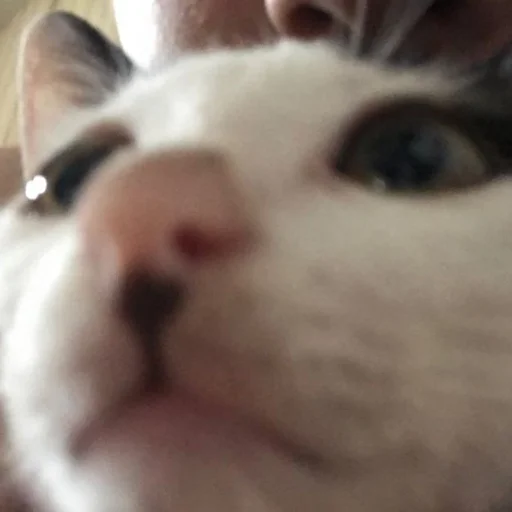 Sticker kisyliki - 1