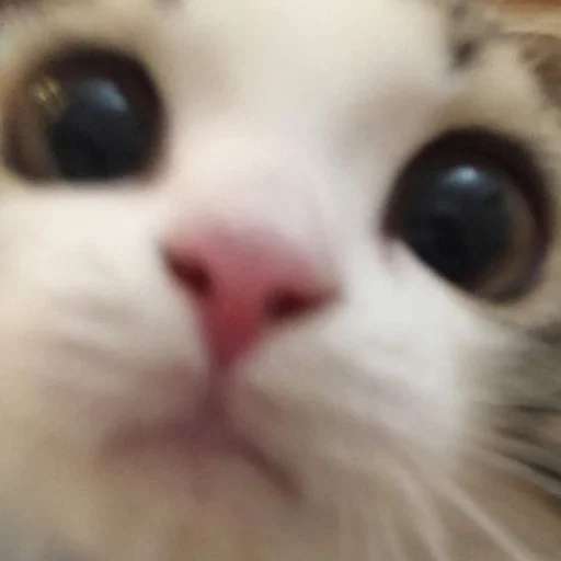 Sticker kisyliki - 1