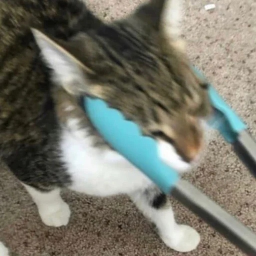 Sticker kisyliki - 1