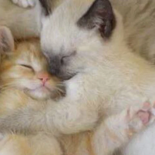 Sticker kisyliki - 1